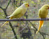 Due parrocchetti dal collare giallo, uno di profilo e l'altro di spalle, riposano su un posatoio davanti a una rete.