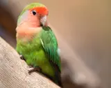 Pappagallino in posa su un ramo. Se noti apatia o piume arruffate, potresti chiederti come capire se un pappagallo sta morendo.