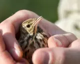 Un piccolo uccellino tenuto tra le mani, con il becco aperto, sembra chiedere "perché il pappagallo muove la testa su e giù?".