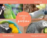Quattro pappagalli: un parrocchetto frontearancio, un cacatua, un guacamayo e un pappagallo cenerino che mangia un cetriolo.