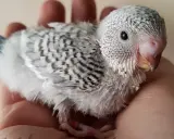 Una tenera cocorita grigia, con piume soffici e striature scure, riposa su una mano.