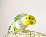 Un pappagallo verde e giallo si gratta con la zampa, perdendo qualche piuma.