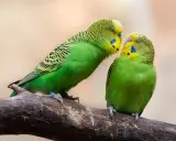Due uccelli da voliera esterna, pappagallini verdi, si scambiano un tenero sguardo su un ramo.