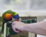 Un colorato pappagallo arcobaleno, con becco rosso, sembra che il pappagallo morde dita di una mano tesa.