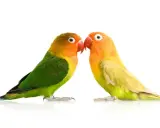 Due inseparabili pappagallini si guardano. Scopri come capire se un pappagallo è maschio o femmina osservando i loro colori vivaci.