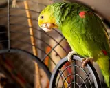 Pappagallo verde con testa gialla appollaiato sulla gabbia. Chissà come si chiama il verso del pappagallo?