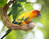 Un conuro del sole parla, appollaiato su un ramo contorto. Il suo piumaggio giallo e arancione risplende tra le foglie verdi.