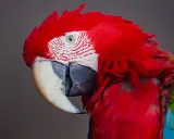 Pappagallo ara rosso con piume vivaci. Chissà quanto vive un pappagallo ara, forse abbastanza da vedere tante albe come questa.