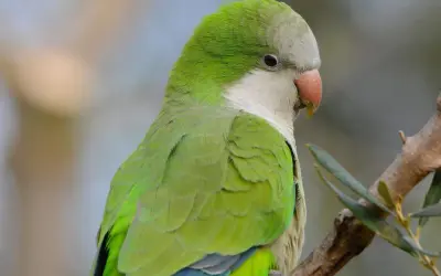 Parrocchetto monaco dai vivaci colori verdi e grigi, con un becco arancione, appollaiato su un ramo.