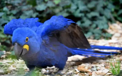 Un magnifico esemplare di pappagalli blu, con le ali spiegate, mostra il suo piumaggio vibrante e il becco giallo.