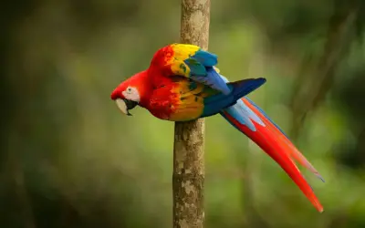 Un coloratissimo pappagallo ara scarlatta, tra i pappagalli che parlano, si aggrappa a un tronco d'albero nella foresta pluviale.