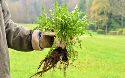 Mano guantata mostra una grande radice di dente di leone appena estratta dal terreno, con foglie verdi rigogliose.