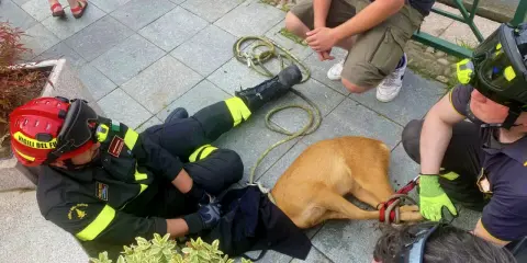 Vigili del Fuoco soccorrono un cane spaventato, forse un cardellino pullo, legato con una corda.