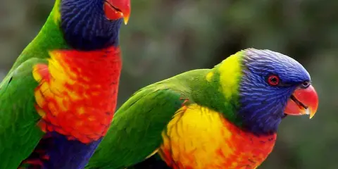 Due lorichetto arcobaleno, con piumaggio vibrante, si stagliano su uno sfondo verde sfocato.