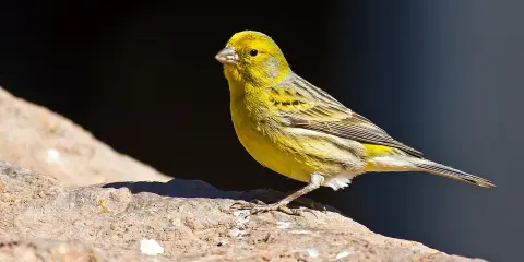 Cardellino femmina, con piumaggio giallo e striature grigie, posa su una roccia. Il suo canto risuona nell'aria.