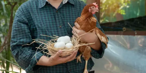 Un contadino tiene un cesto con uova di uccelli piccoli e una gallina.