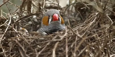 Un bengalini nido, con il suo becco rosso acceso e le guance arancioni, si nasconde tra i rami secchi.