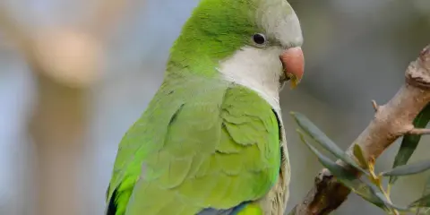 Parrocchetto monaco dai vivaci colori verdi e grigi, con un becco arancione, appollaiato su un ramo.
