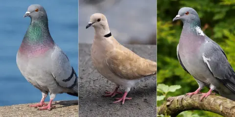 Tre colombine uccelli: una grigia con riflessi iridescenti, una color crema con collare nero, e un'altra grigia su un ramo.