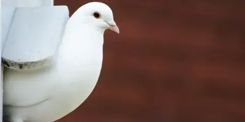 Una colomba bianca, uno degli uccelli più eleganti, sbircia da un nido.