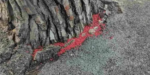 Piccolo uccello curioso, attratto dal colore vivace, potrebbe scambiare il veleno dei topi per cibo.