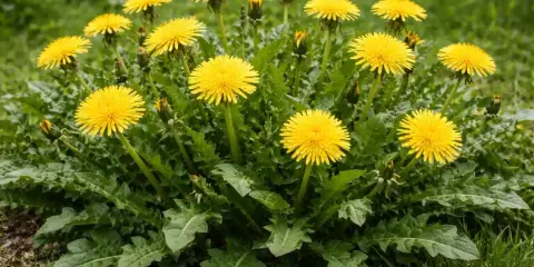 Un gruppo di fiori gialli di tarassaco, con foglie verdi frastagliate. Presto diventeranno soffici semi pronti a volare.