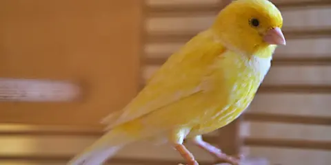 Un vivace canarino giallo, con il suo piumaggio brillante, si posa su un ramo. La muta dei canarini è un processo naturale che rinnova il loro splendore.