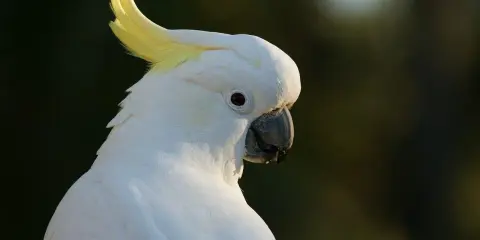 Un magnifico pappagallo cacatua bianco con cresta gialla, con uno sguardo intenso.