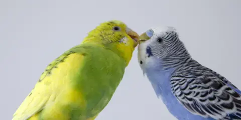 Due cocorite, una gialla e una blu, si baciano. Per capire come si vede se una cocorita deve fare le uova, osserva il suo addome.