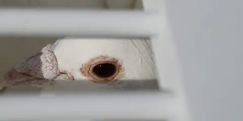 Occhio di un piccione bianco, forse affetto da pidocchi degli uccelli, dietro le sbarre di una gabbia.