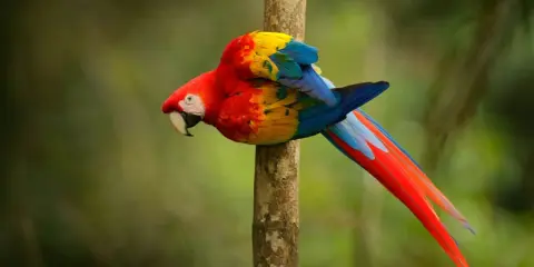 Un coloratissimo pappagallo ara scarlatta, tra i pappagalli che parlano, si aggrappa a un tronco d'albero nella foresta pluviale.