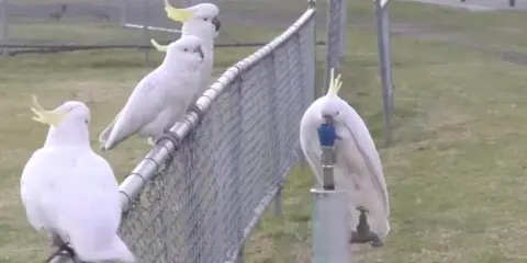Un gruppo di cacatua bianchi con creste gialle si posa su una recinzione. Uno di loro, un cacatua parla, beve da un rubinetto.