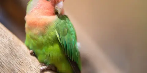 Pappagallino in posa su un ramo. Se noti apatia o piume arruffate, potresti chiederti come capire se un pappagallo sta morendo.