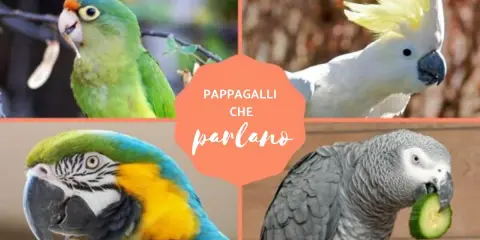 Quattro pappagalli: un parrocchetto frontearancio, un cacatua, un guacamayo e un pappagallo cenerino che mangia un cetriolo.