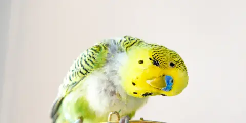 Un pappagallo verde e giallo si gratta con la zampa, perdendo qualche piuma.