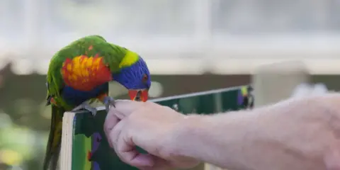 Un colorato pappagallo arcobaleno, con becco rosso, sembra che il pappagallo morde dita di una mano tesa.