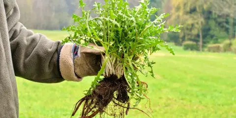 Mano guantata mostra una grande radice di dente di leone appena estratta dal terreno, con foglie verdi rigogliose.