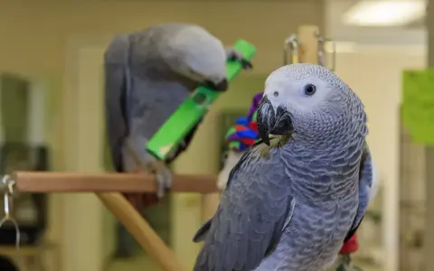 Due pappagalli africani, uno in primo piano, l'altro gioca con un oggetto verde.
