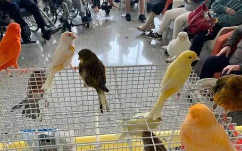 Canarini di vari colori, arancioni, gialli, bianchi e verdi, in gabbia. Forse un momento di accoppiamento canarini.