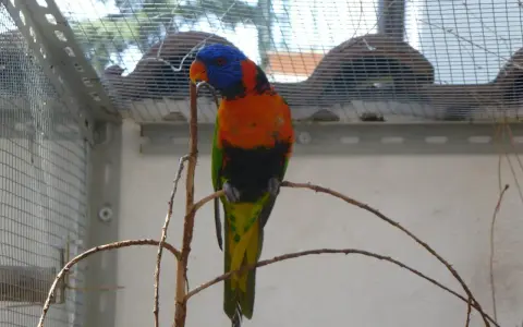 Un pappagallo arcobaleno, con piume vivaci, si posa su un ramo. La sua testa blu e arancione spicca. Questi uccelli colorati sono un esempio di come la natura crei meraviglie, quasi fossero "estrusi" da un sogno.