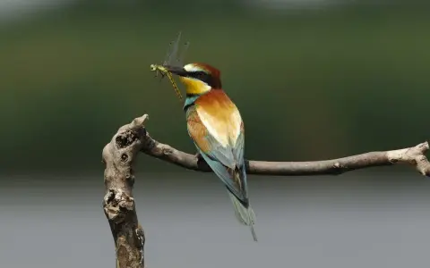 Un colorato uccello insettivoro, un gruccione, tiene una libellula nel becco mentre è appollaiato su un ramo.