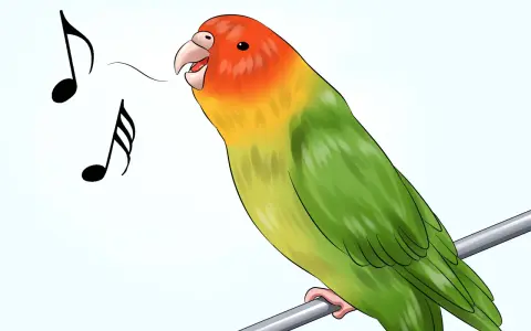 Cocorita colorata canta felice, con note musicali che escono dal suo becco. Impara come addestrare una cocorita con pazienza e amore.