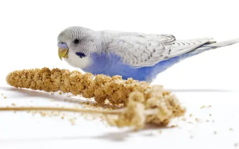 Un pappagallino azzurro e bianco, con un'espressione di panico semi, si avvicina a un grappolo di panico.