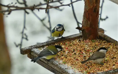 Tre cinciallegre e un codirosso si nutrono su una mangiatoia con semi misti, tra cui miglio rosso, in una giornata invernale.
