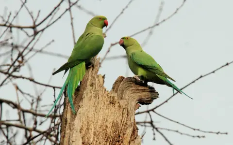 Due pappagalli verdi grandi, con becco rosso, si posano su un tronco secco, circondati da rami spogli.