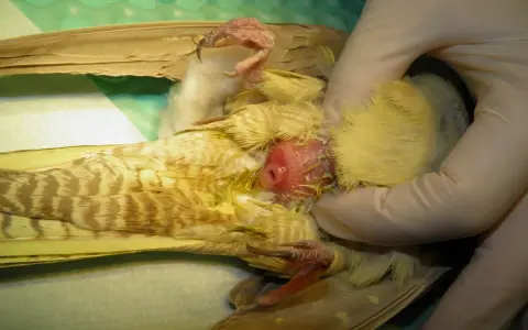 Esame di un uccello con uova non fecondate visibili.