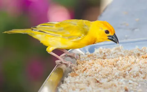 Un canarino giallo brillante mangia briciole su un piatto. Ecco cosa mangiano i canarini: semi e granaglie.