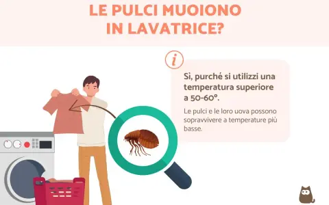 Le pulci muoiono in lavatrice se la temperatura supera i 50-60°. A temperature più basse, pulci e uova sopravvivono.
