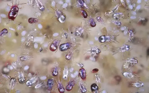 Un gruppo di acari rossi e trasparenti, simili a pulci, si muove su una superficie chiara. Alcuni hanno corpi rossi brillanti, altri sono quasi trasparenti con zampe sottili.