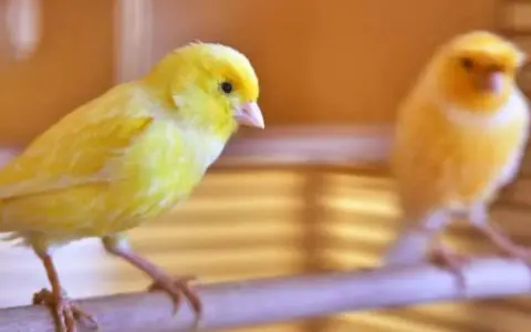 Due canarini gialli su un posatoio, uno a fuoco, l'altro sfocato. Sembra che stiano per iniziare il loro canto del canarino.